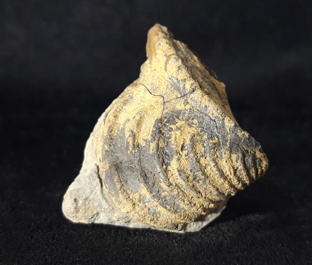 Trigonia cf. interlaevigata (QUENSTEDT 1858) - Bild © FossNet FossilienStore